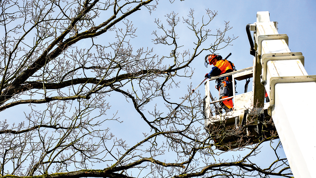 Vergrößerung des Bildes für Eine Person in persönlicher Schutzkleidung arbeitet auf einer angehobenen Hubarbeitsbühne und schneidet Äste von einem kahlen Baum ab..
